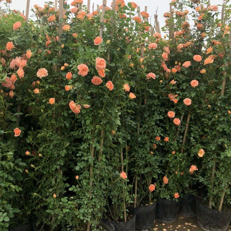 爬藤月季甜梦开花机器花苗