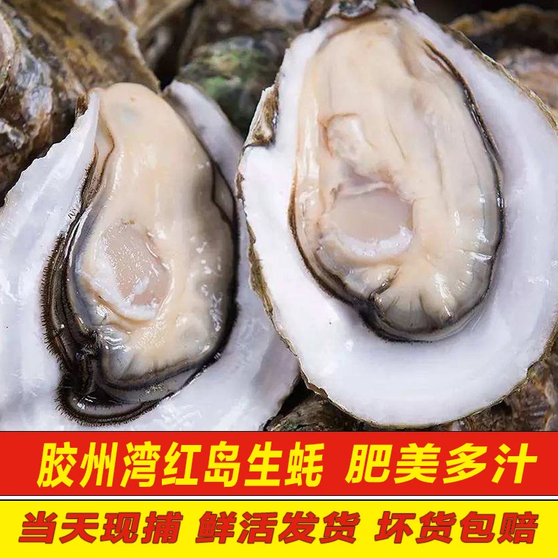 生蚝鲜活青岛海蛎子大辉新鲜海鲜水产贝类3斤特大大生蚝牡蛎烧烤