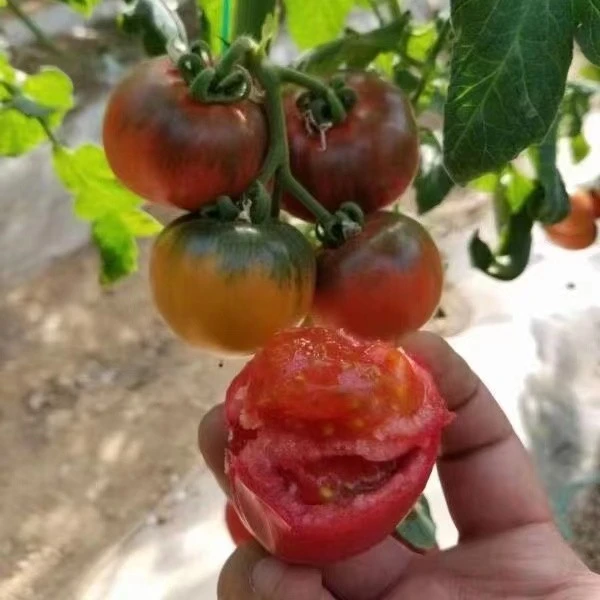 豫艺豫甜优六番茄种子 口感番茄 果色粉亮肉质细腻糖度高