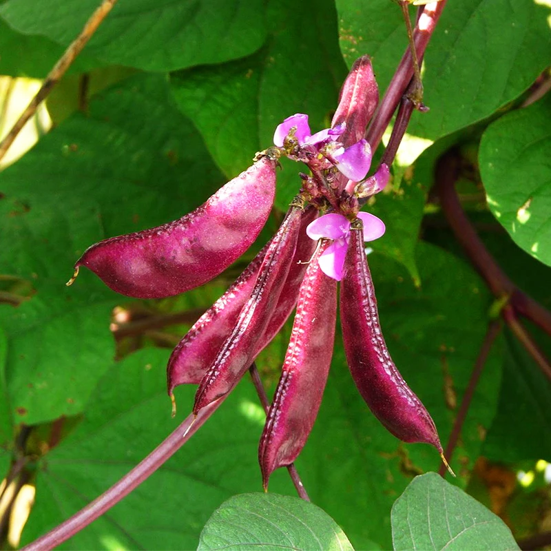 红扁豆种子紫眉豆猪耳朵豆角苗摘不败春夏四季播农家蔬菜早熟