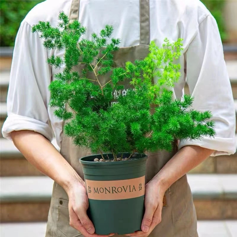 蓬莱松盆栽植物室内花卉去甲醛四季常青生肖猴招财桌面绿植小盆景