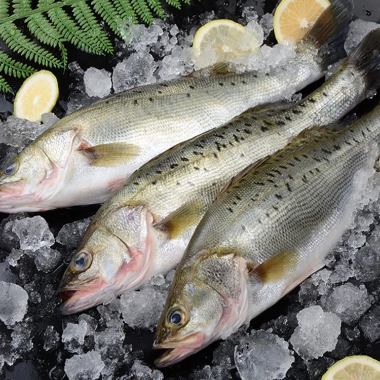 海鲈鱼新鲜 源头产地批发商用连云港海鲜4条(600g左右/条)冷冻