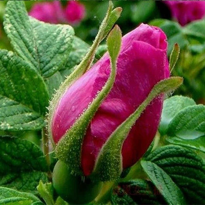 正宗可食用玫瑰花苗法国大马士革香水玫瑰平阴丰花一号耐寒花卉