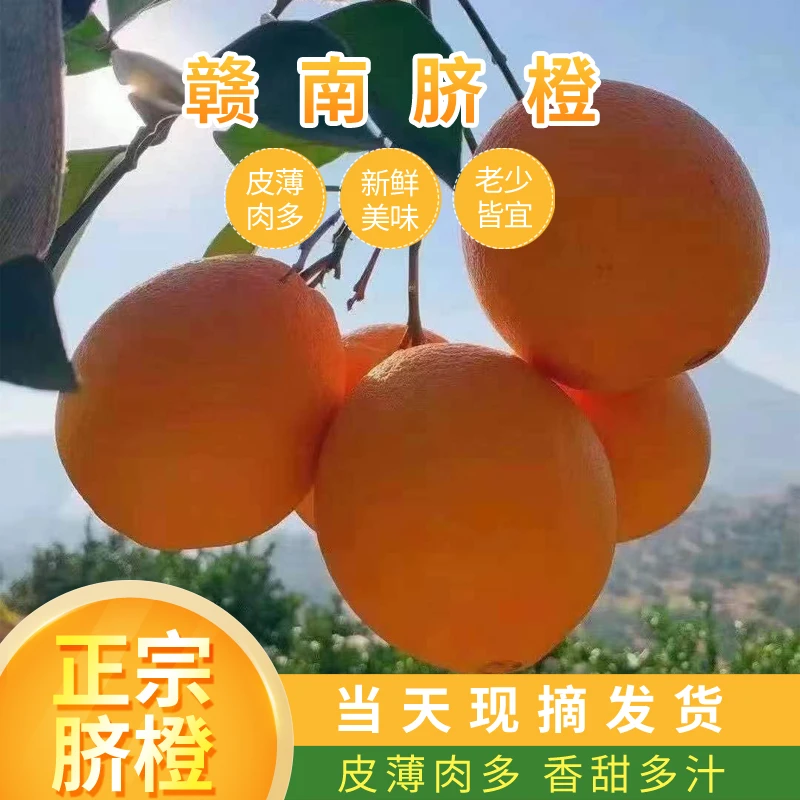 江西正宗赣南脐橙5斤装 10斤装 20斤装 果园直发 新鲜水果