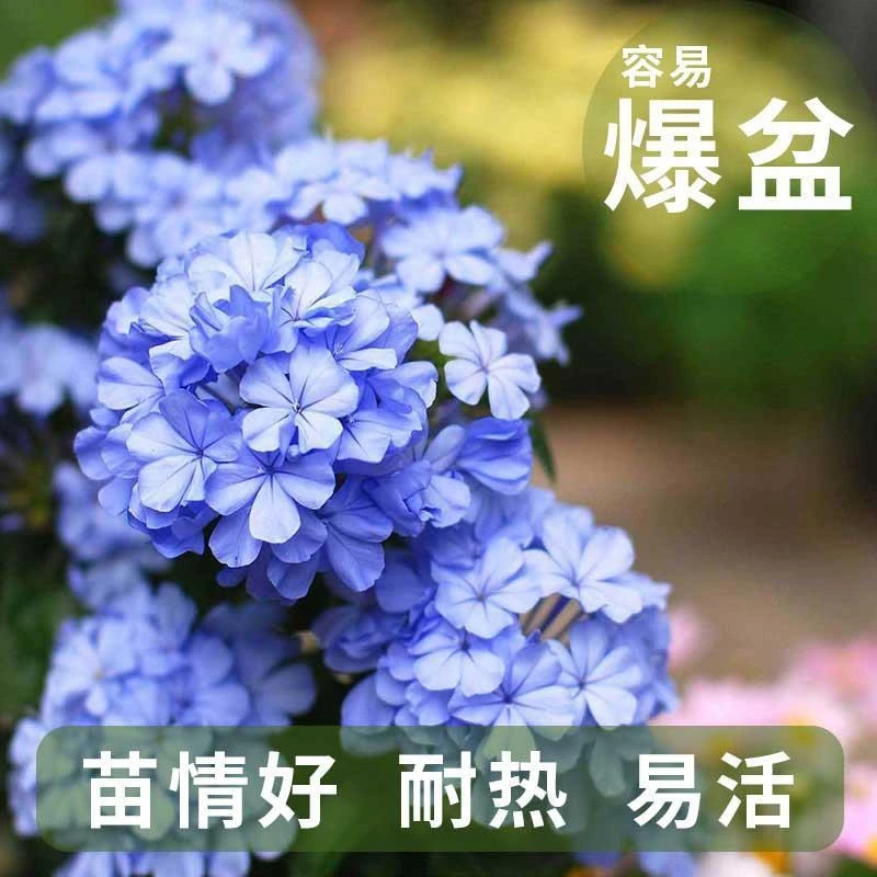 蓝雪花盆栽花苗阳台多年生耐热植物开花蓝色夏季花卉点缀