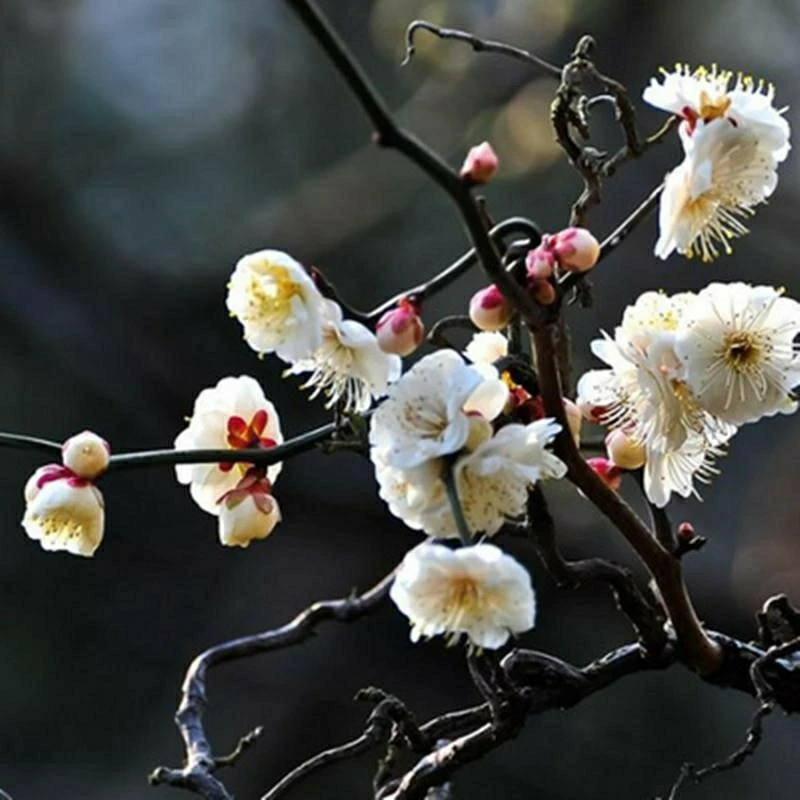 稀缺龙游梅花 老桩耐寒梅花卉室内易活 花卉