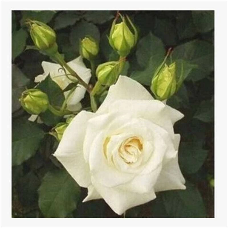藤冰山月季多季节循环开花白色大花朵