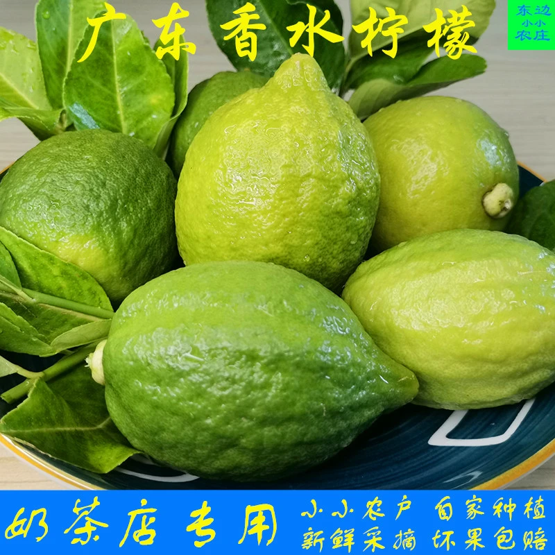 广东正宗无籽新鲜五斤奶茶店产地直发包邮青青无籽香水柠檬