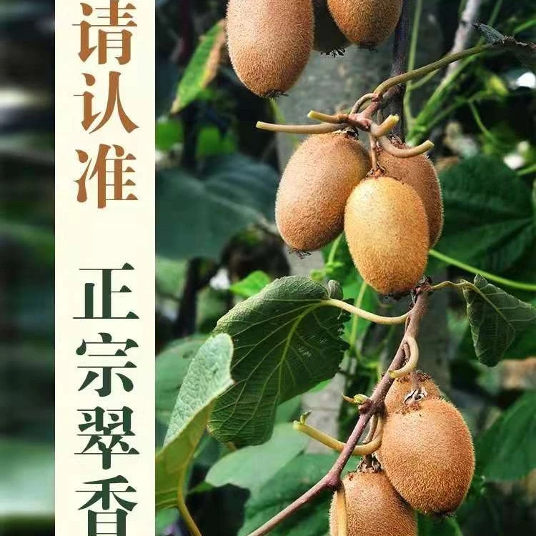 正宗【翠香猕猴桃】果香新鲜绿心猕猴桃催熟软化食用中通快递2/5斤