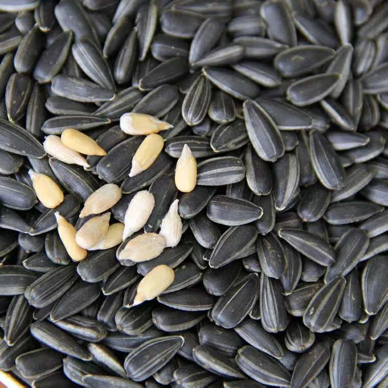 黑珍珠油葵瓜子半斤瓜子颗粒炒熟原味葵花子坚果零食炒货 小包装