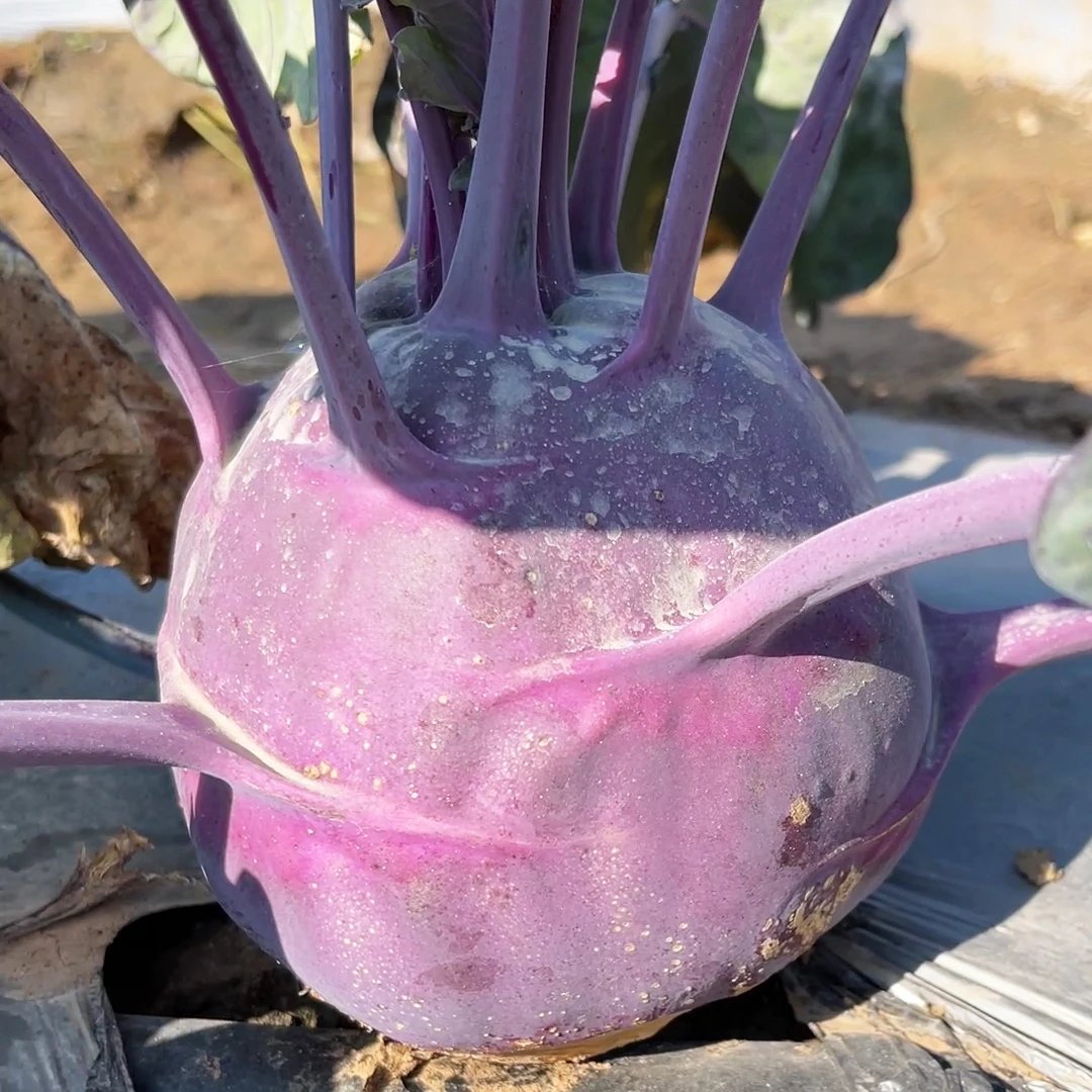 紫苤蓝白青苤蓝种子蔬菜种孑紫红色水果丕蓝种籽阳台盆栽四季蔬菜