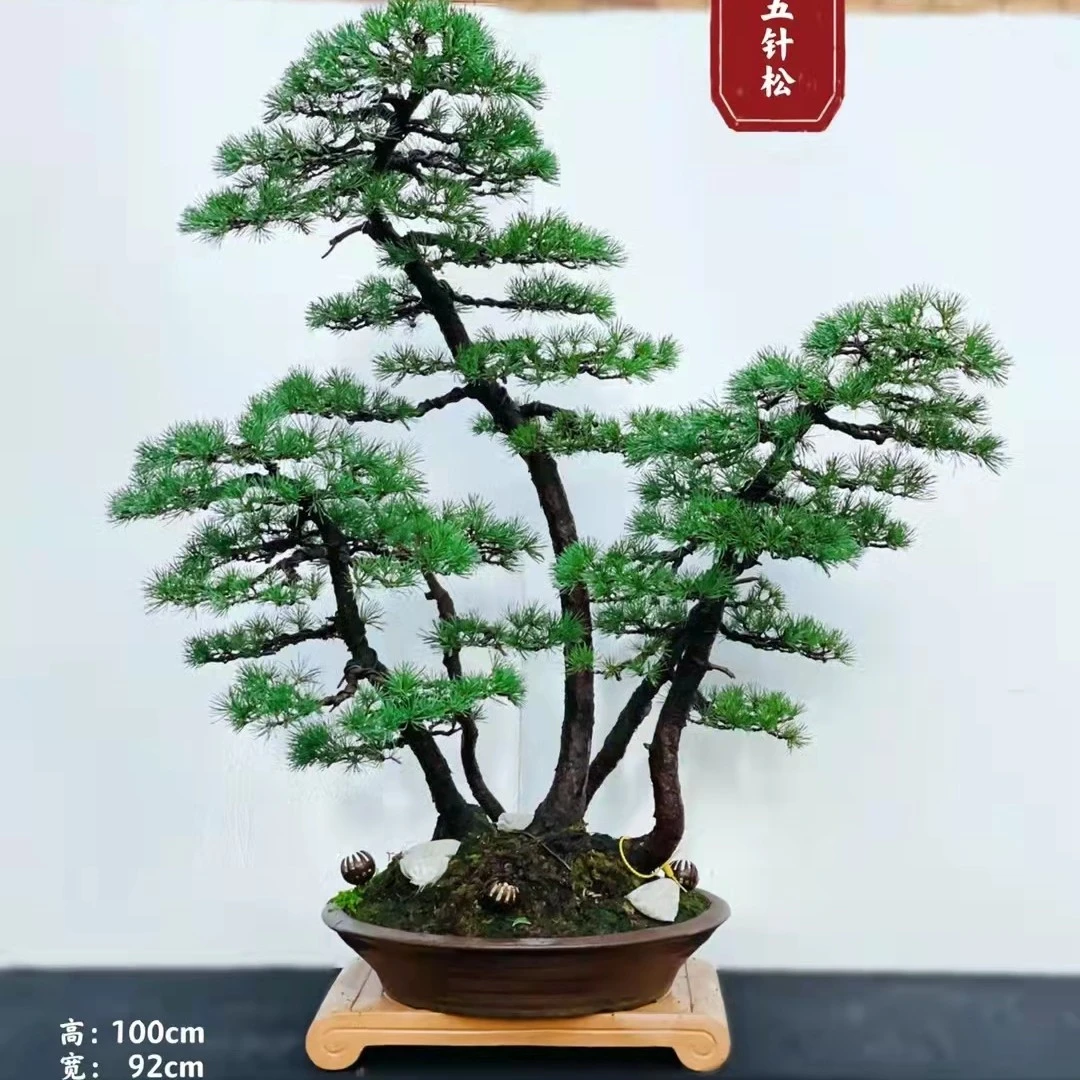 ⑤君隆盆景精品五针松（庭院必备 观赏盆景）罗汉松盆景cm