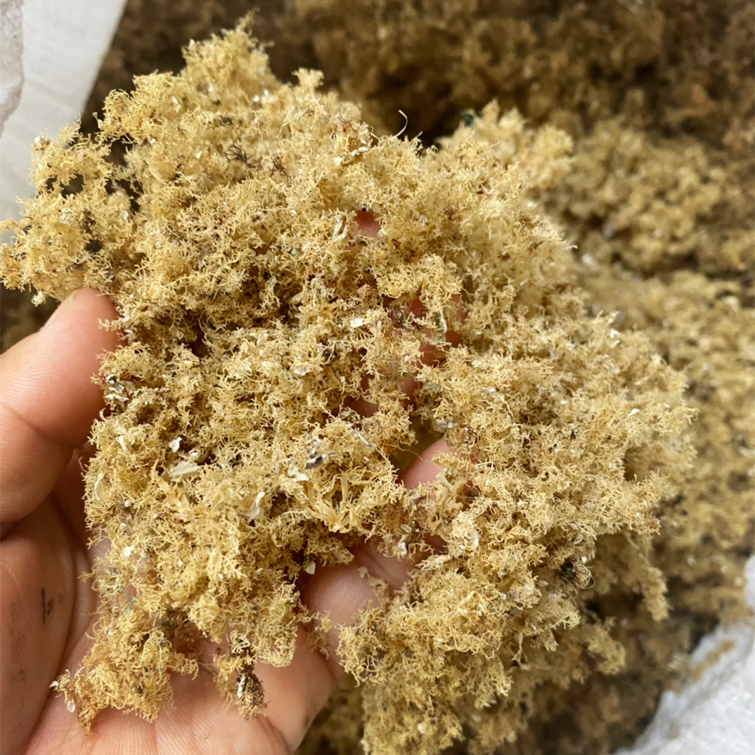 福建短须小海石花草洋菜膏石花膏四果汤原料岩衣50g 250g 500g