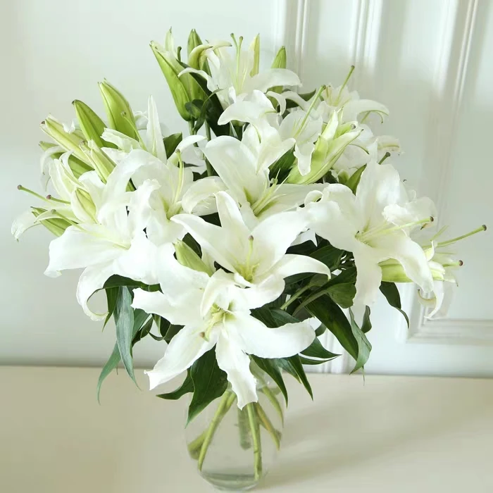 【斯丞百合】白色香水百合花（两个花苞冻伤不售后）