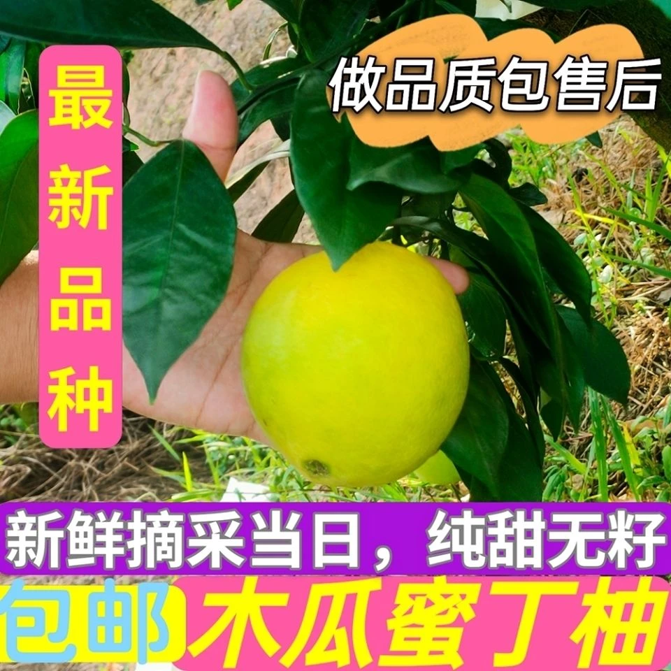 (顺丰）福建木瓜蜜丁药橙脐橙当季应季水果橙无籽整箱包邮3-9斤装