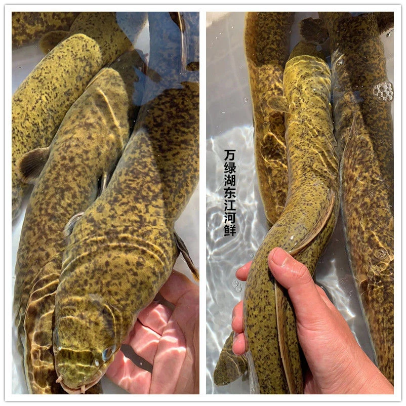 广东河源花鳗淡水鱼1000克