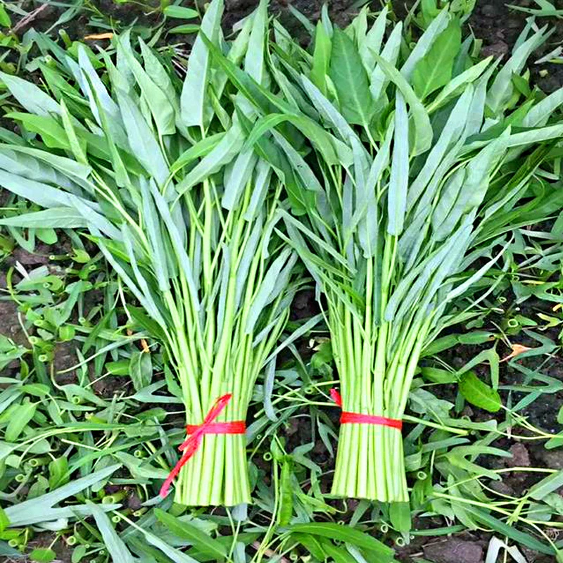 三叉空心菜 泰国柳叶空心菜种籽通心菜种子青菜种秋季空心菜种子