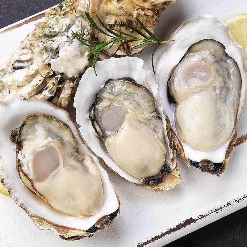 连云港发货肥美鲜活 大个生蚝 5-10斤 蒜蓉烧烤食材