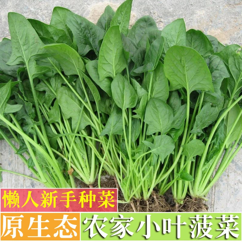 菠菜种子红根肉菠菜种籽高产春秋季青菜籽盆栽农家蔬菜种子