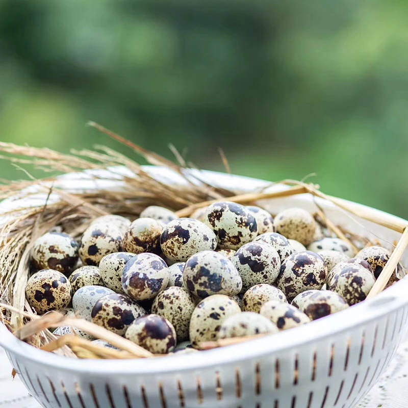 【50颗】鲜鹌鹑蛋农场农家鲜蛋宝宝辅食食用优质早餐