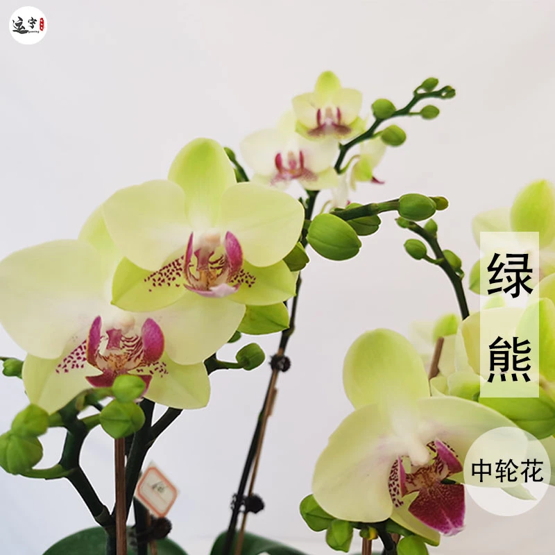 【绿熊-花剑苗】蝴蝶兰花卉前台办公室家庭居家趣味摆件兰花苗