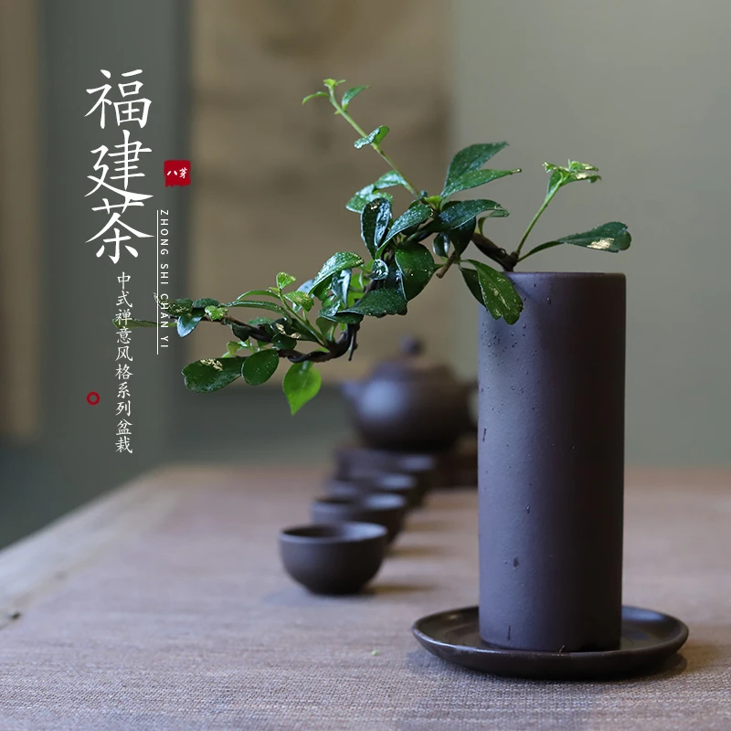 悬崖福建茶苔藓球中式禅意漂亮绿植盆栽吸甲醛办公室客厅茶几书房