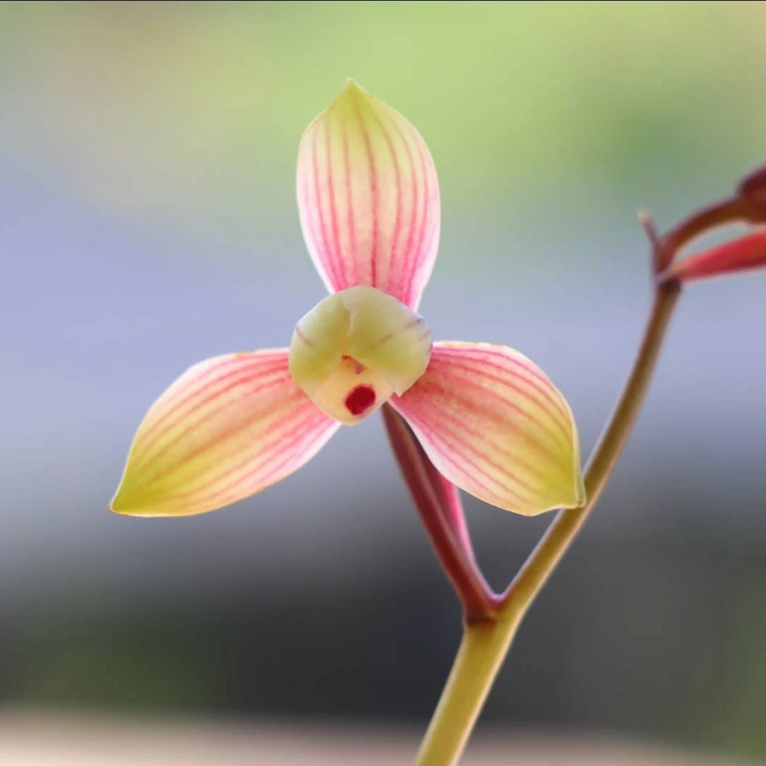 兰花四季彩花丹霞绿植浓香型花卉庭院养护专用兰花土