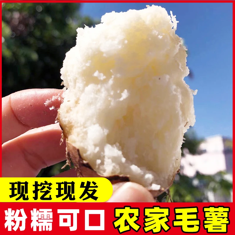 广东毛薯甜薯猪仔薯脚板薯新鲜产地现发粉香噎喉粗粮5/9斤