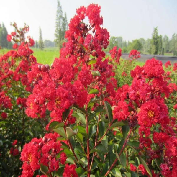 红火箭紫薇树苗天鹅绒紫薇庭院绿化风景树 百日红花紫薇花期超长