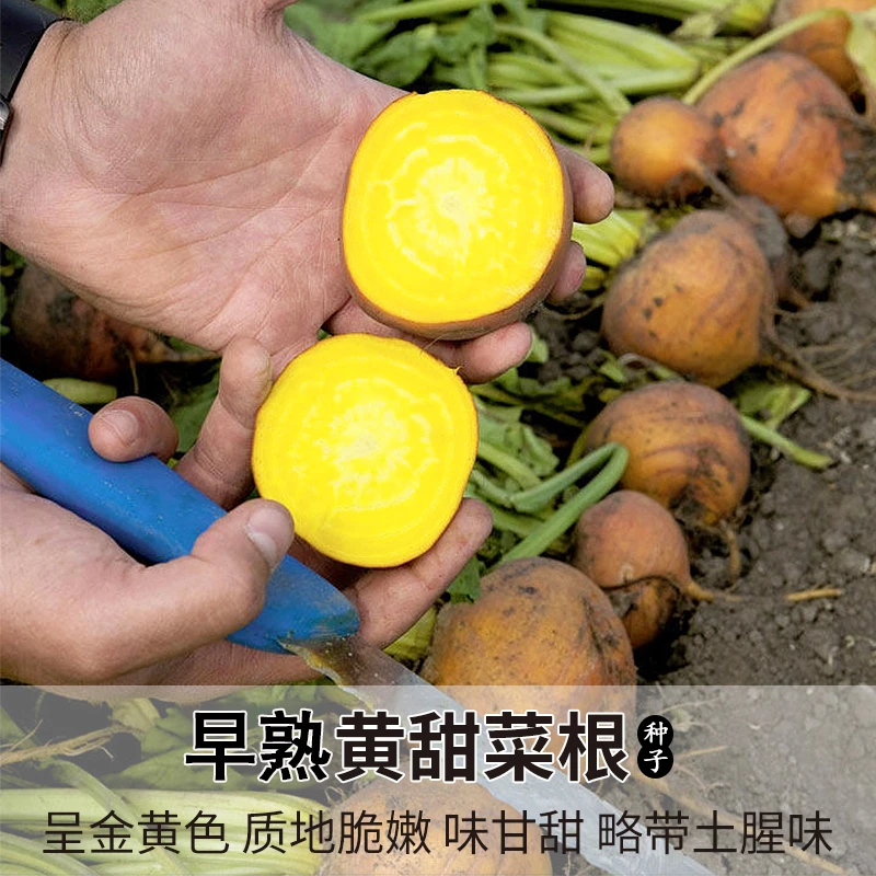黄甜菜根种子水果黄菜头生吃鲜食超甜脆春秋季冬四季蔬菜萝卜种孑