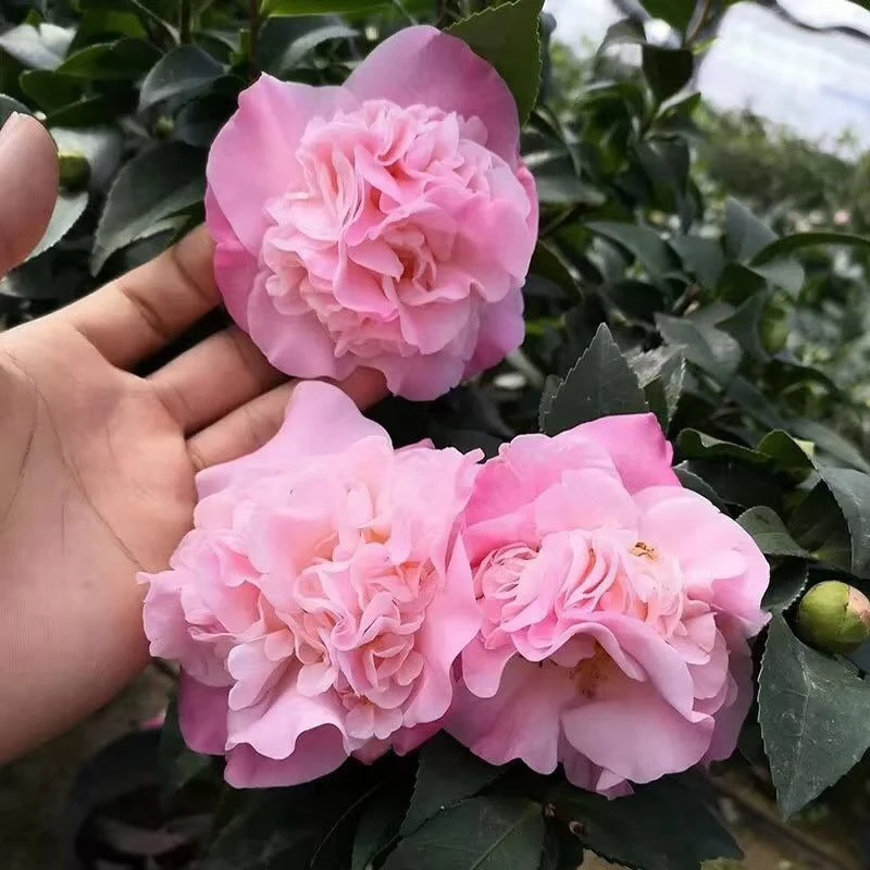 香妃茶花 粉色带香味 带花苞 庭院花园植物 原盆原土发货好养护