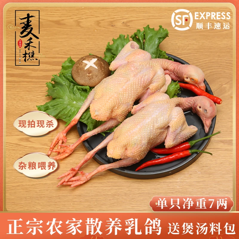 沂蒙山散养乳鸽土鸽子 单只净重350g+