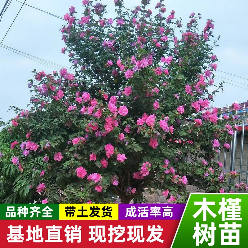 木槿树苗棒棒糖木槿花苗重瓣小木槿花树苗庭院盆栽当年开花