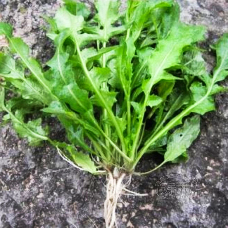 荠菜种子大叶阳台四季菜大叶荠菜乡春菜系蒸着吃