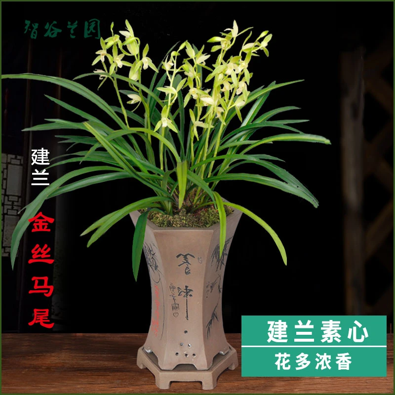 浓香兰花素心建兰金丝马尾爪观赏四季兰叶艺花苗盆栽夏秋开花素雅