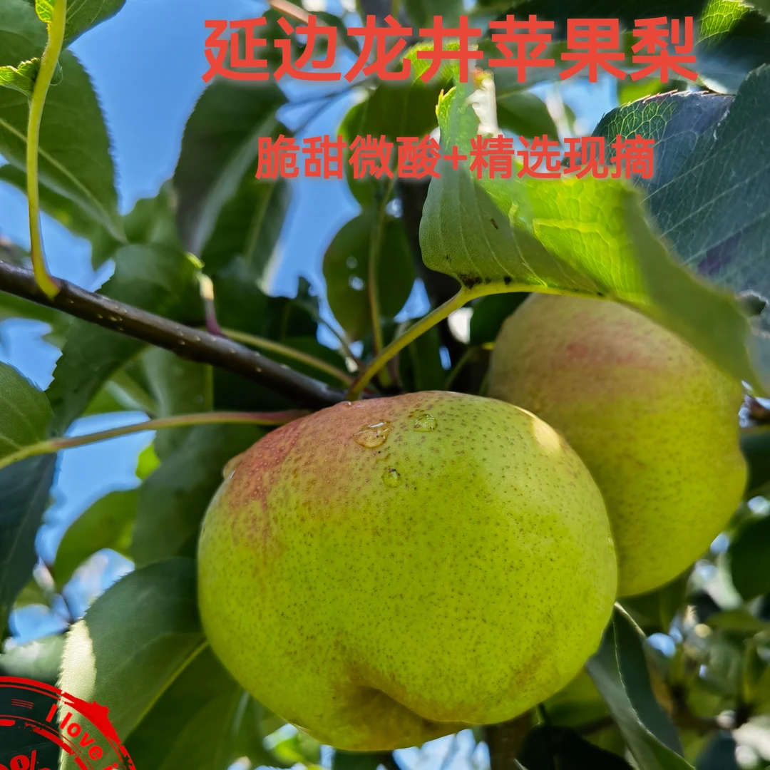 延边特产苹果梨（龙井）精选特等果9个/12个