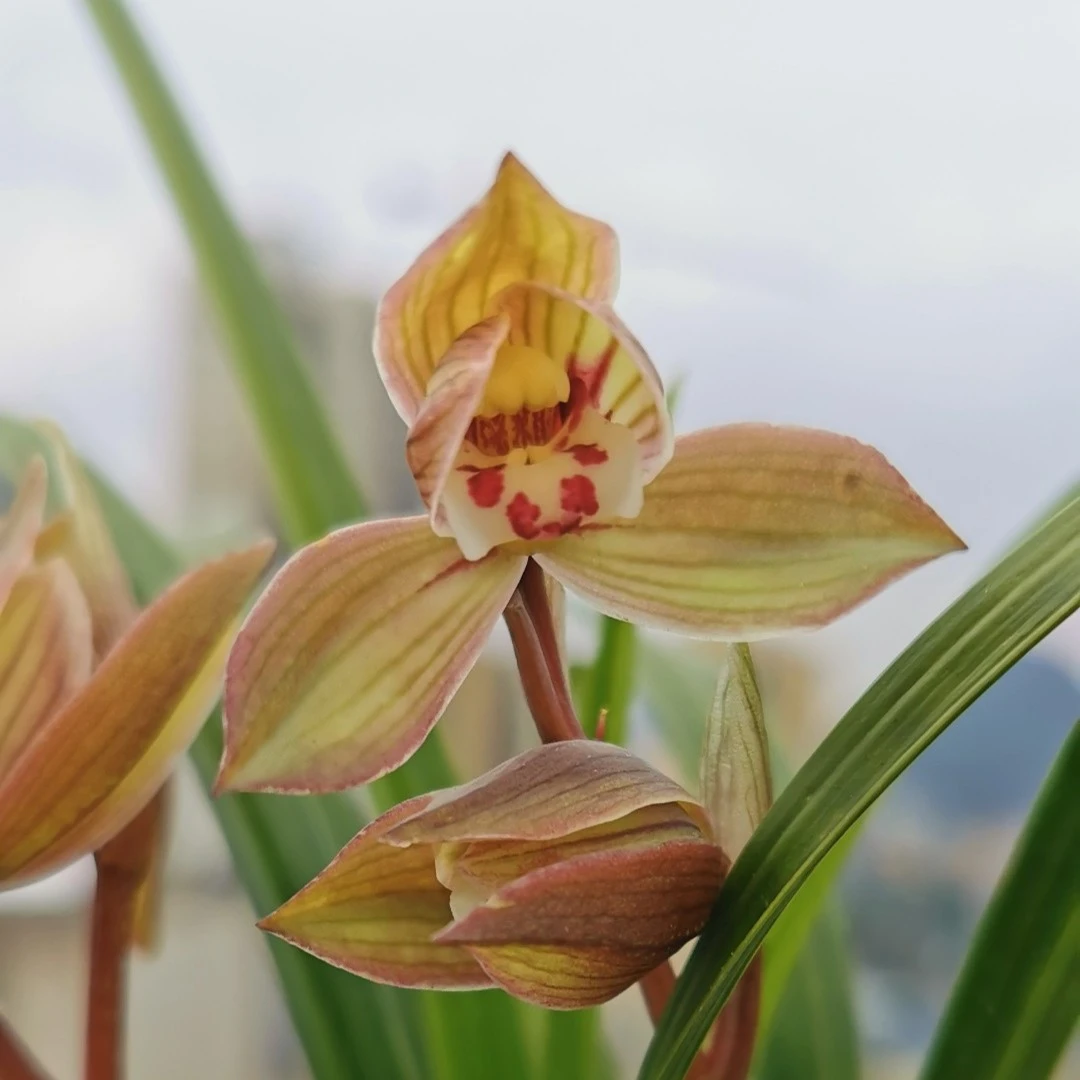 送春 普草买前联系商家