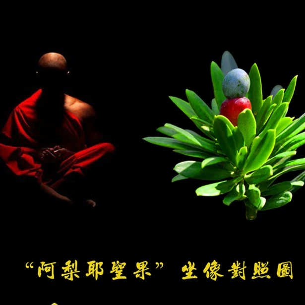 大理罗汉松3年种源苗（四个种源公母随选，自由下单请备注）保护生物