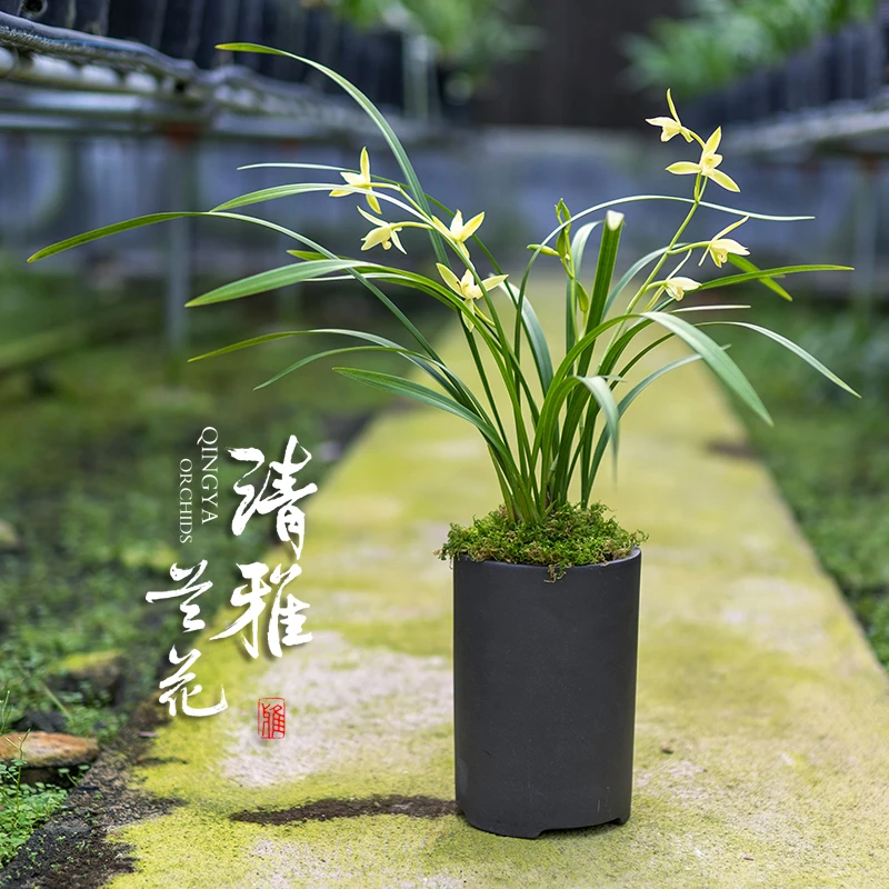兰花建兰名吕三明鱼枕 3苗