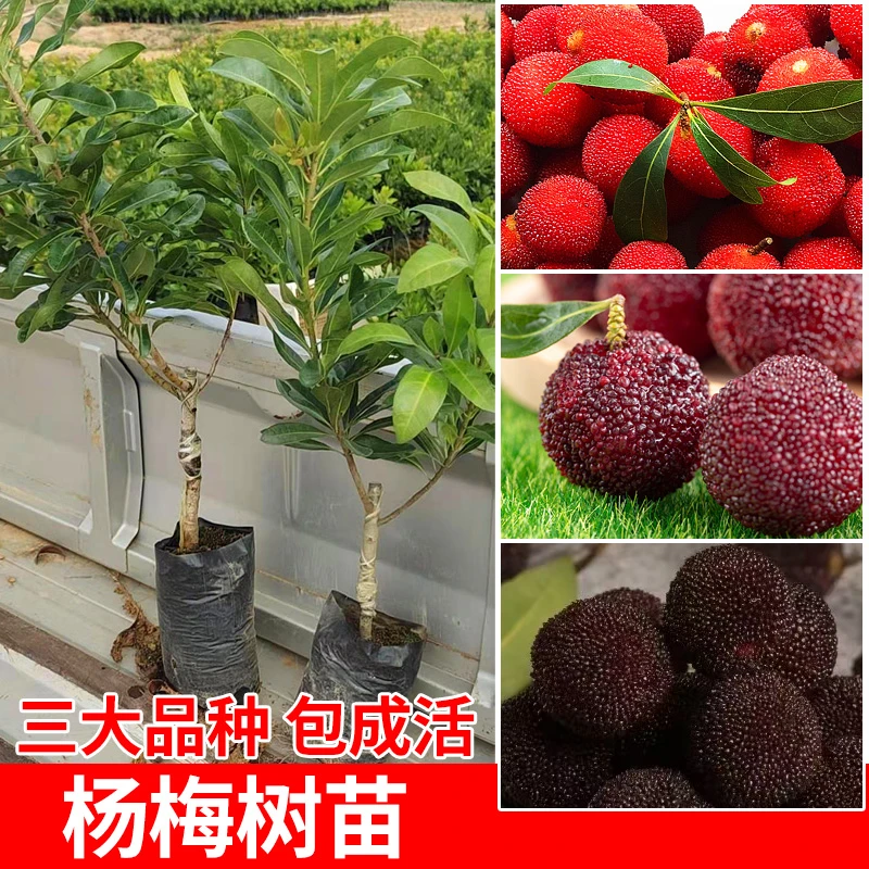 正宗嫁接东魁杨梅苗果树苗纯正品种早熟当年结果
