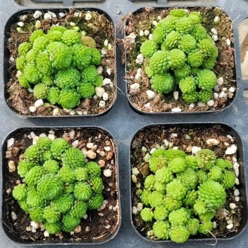 魔男【满9.9包邮发货】多肉植物【满9.9包邮发货】