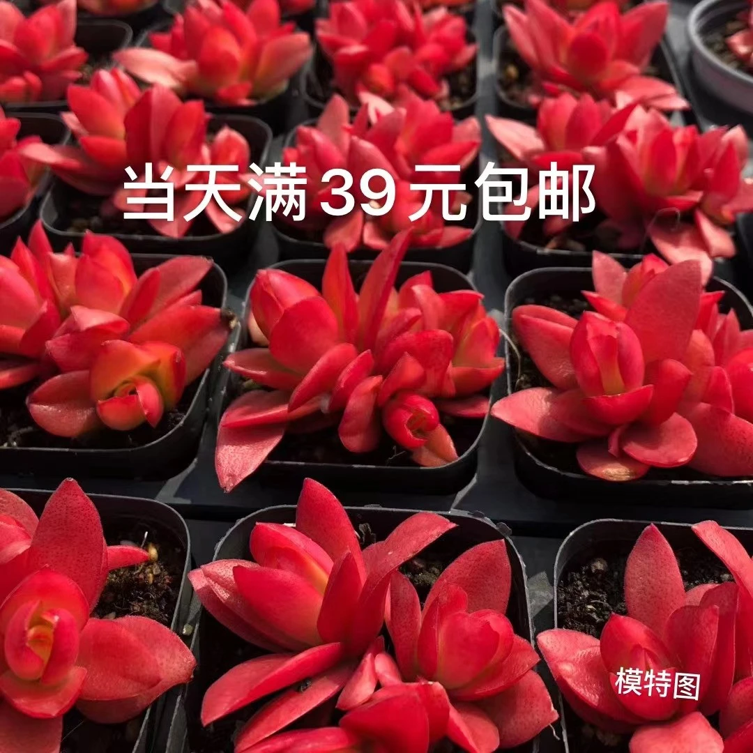 当天凑满39元包邮发货，低于0度拍多肉保温箱