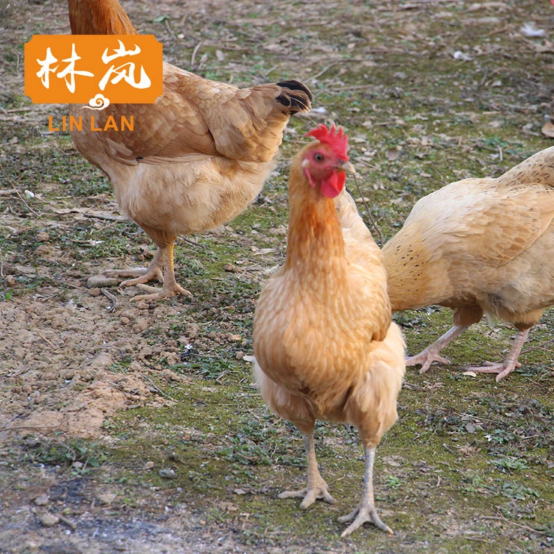 农家2年老母鸡净重1000g 正宗土鸡草鸡自养活鸡现杀老母鸡土鸡