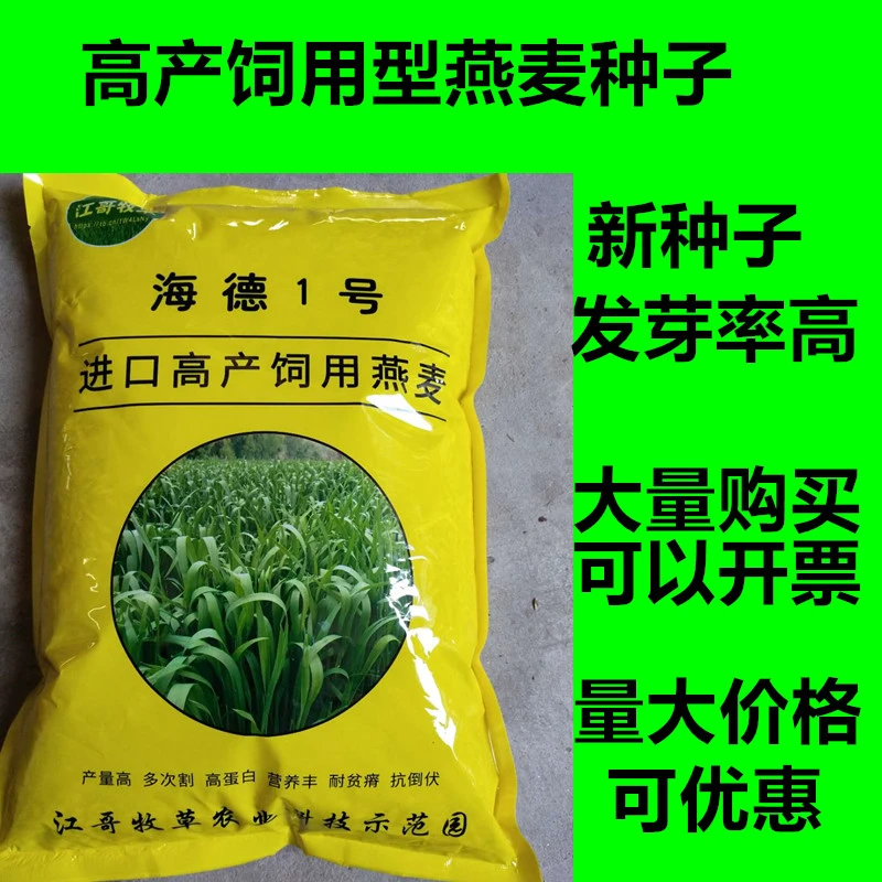 高产型燕麦种子牧草型燕麦种子牛羊猪兔高产牧草种子