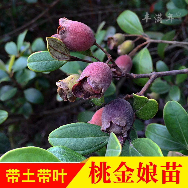 桃金娘苗捻子树苗果树山捻子苗乌稔桃金娘果苗盆栽地栽种植
