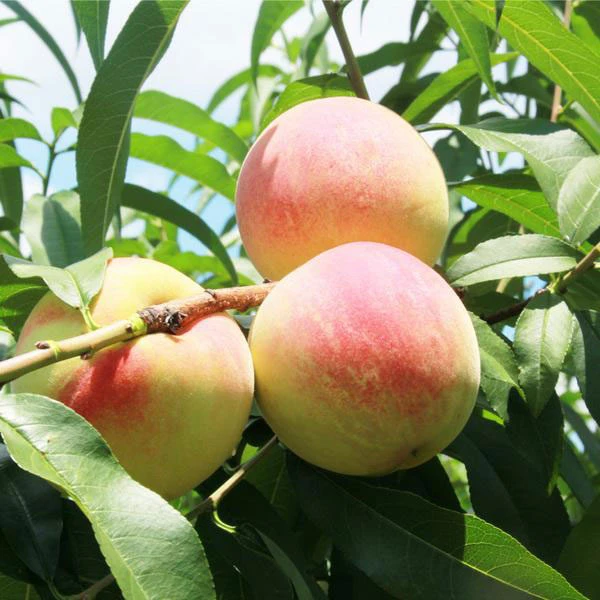 云苗库湖景蜜露水蜜桃裸根苗单株可挂果可地栽盆栽放心对版苗