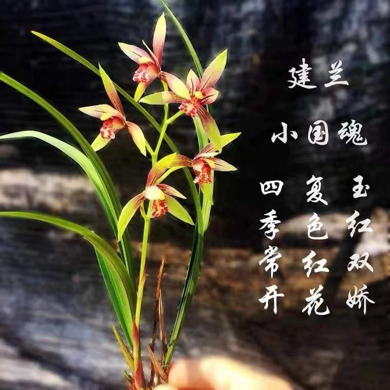 QINGYALANYUAN/清雅兰园建兰浓香好养 小国魂