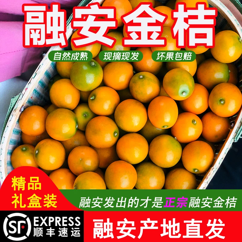 广西融安滑皮金桔脆皮小金桔2斤4斤礼盒装
