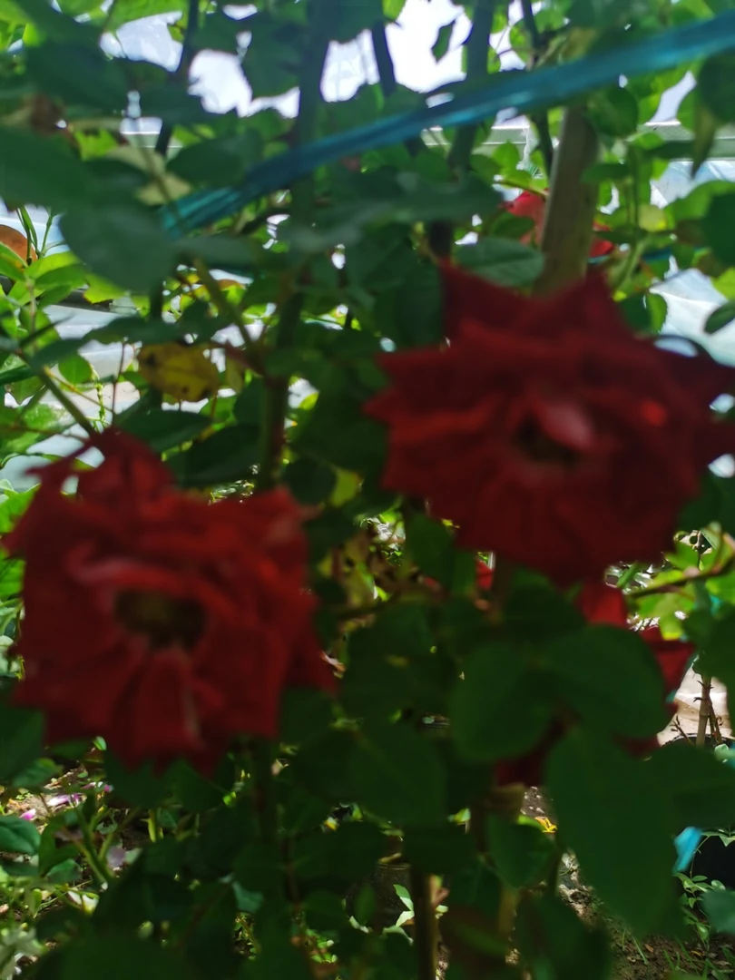 爬藤月季，小女孩，多季开花