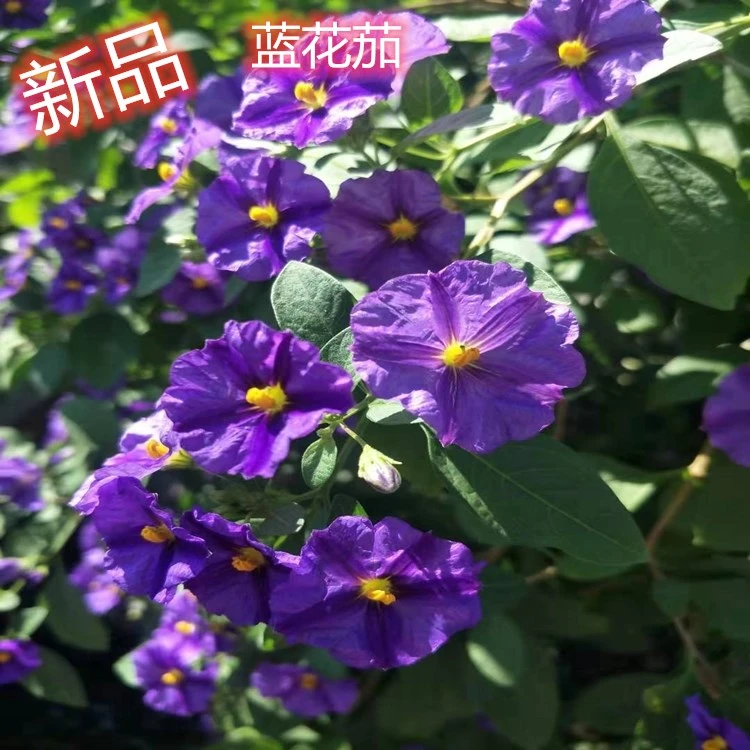 黄姐园艺新品蓝花茄好看花又多多年生耐热灌木丰花型